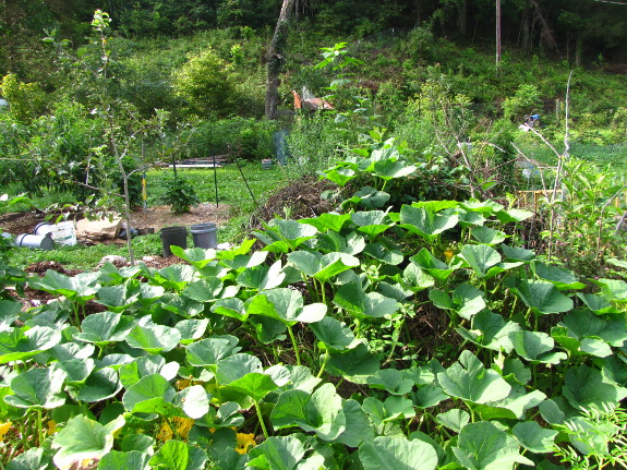 Butternut squash patch