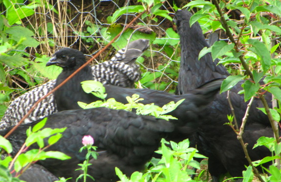 Heirloom broilers