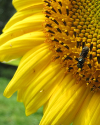Pollinator on sunflower