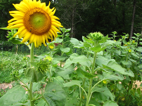 Sunflower cover crop