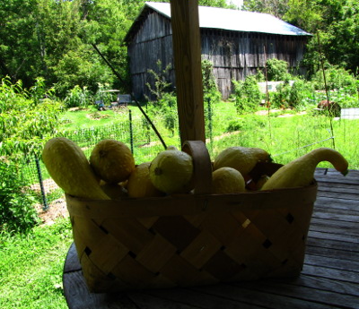 Basket of squash