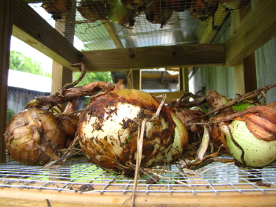 Curing onions