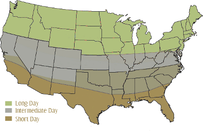 Long and short day onion map