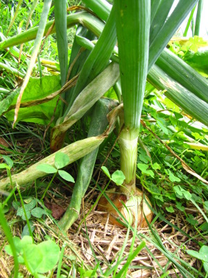 Onion not ready to harvest