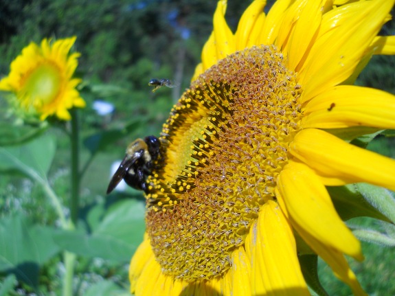 Sunflower close up with pollinator activity