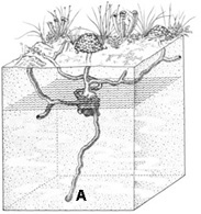 Crawdad burrow diagram