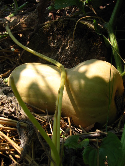 Ripening butternut