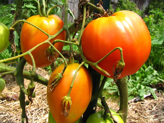 Amish Paste tomato