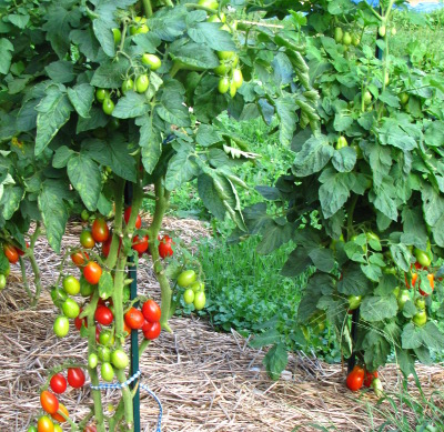 Another hybrid tomato variety