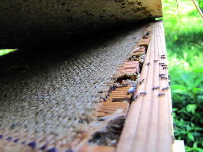 Ants in Warre hive