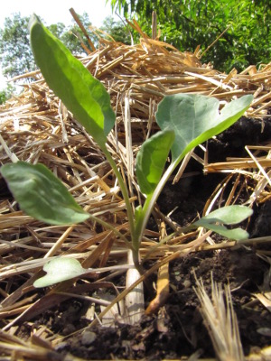 Brussels sprout transplant