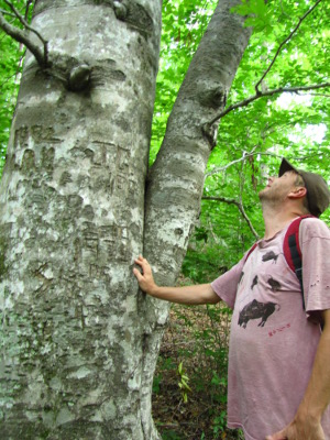 Carved beech