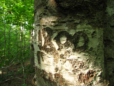 Date carved in tree