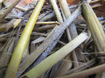 Moldy quilt straw