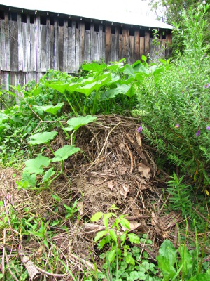 Forest garden