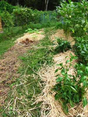 Mulched vegetable garden