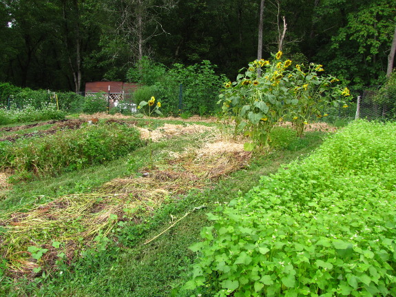 No-till garden