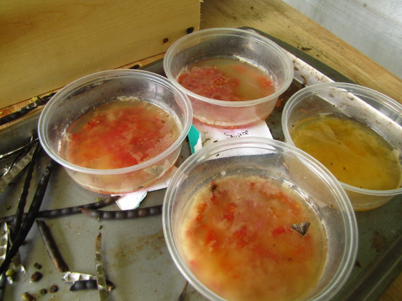Fermenting tomato seeds