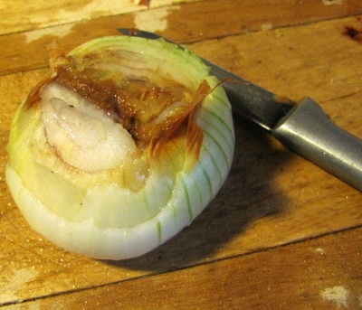 Rotting potato onion