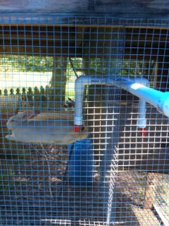 Rabbit waterer