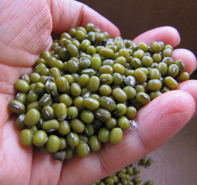 Handful of mung beans