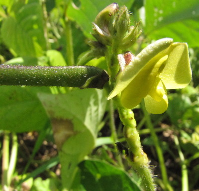 Mung bean flowers