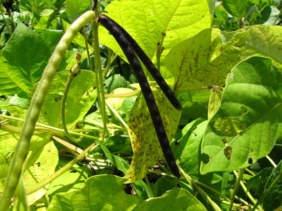 Mung bean plant