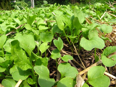 Oilseed radish seedlings