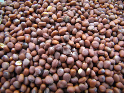 Oilseed radish seeds