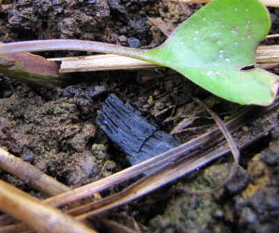 Biochar in the soil