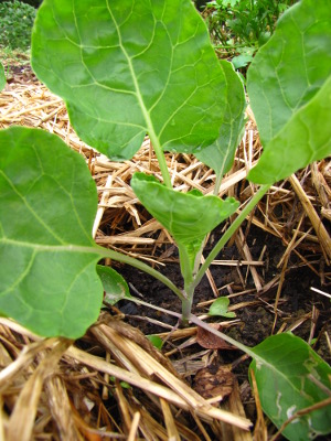 Brussels sprout seedling