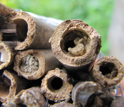 Native bee nests