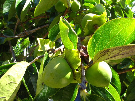 Asian persimmons