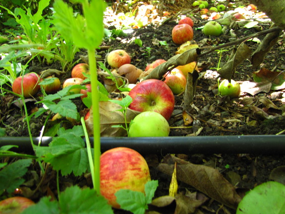 Fallen apples