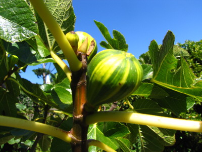 Fig