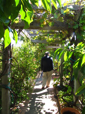 Grape arbor