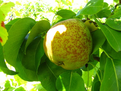 Pear on the tree