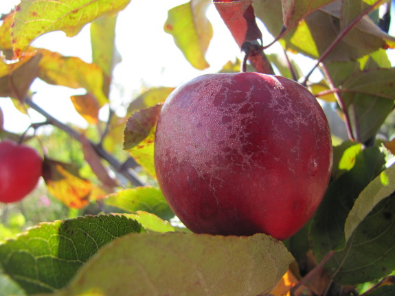 Ripe apple