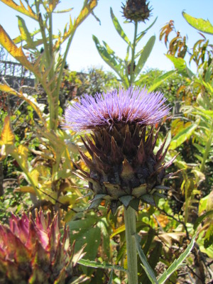 Roman artichoke