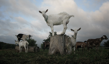 Beekman goats