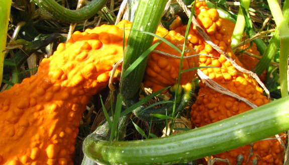 Mature crookneck squash