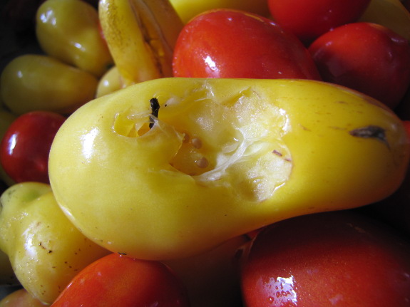 Pecked tomato