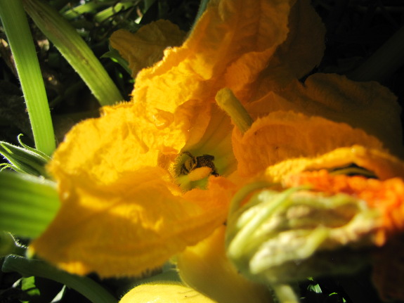 Squash blossom