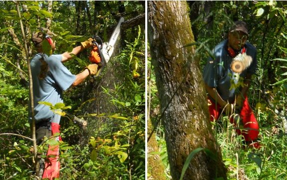 cutting up a downed walnut tree with a chainsaw