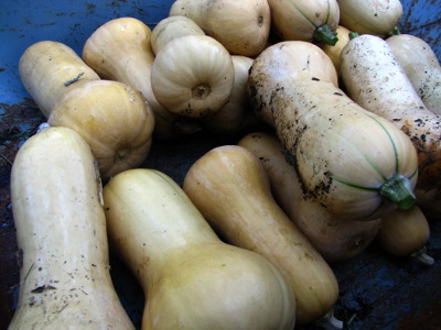 Harvesting butternuts