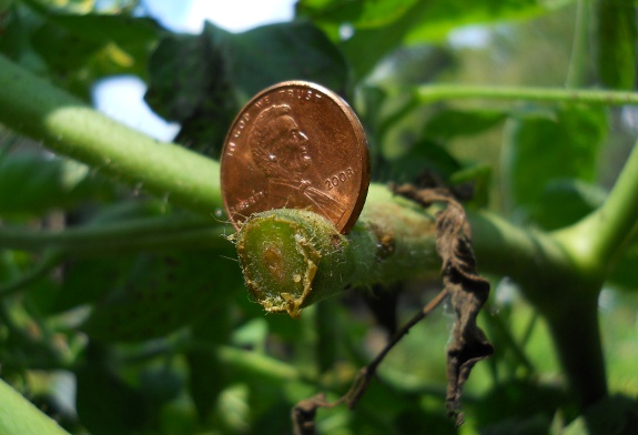 Fighting tomato
blight with a penny