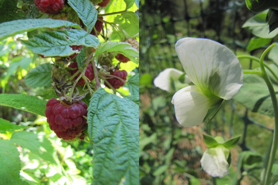 Fall raspberries and peas