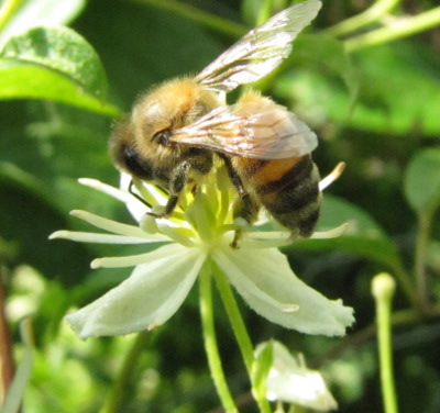Honeybee on Virgin's Bower