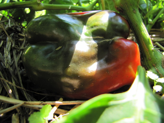 Ripening pepper