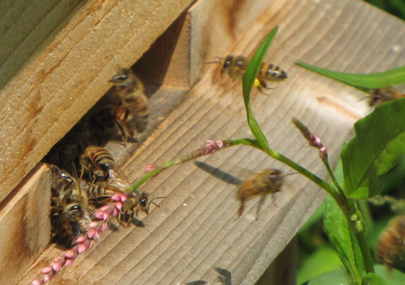 Warre hive entrance